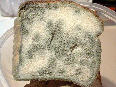 Mốc bánh mỳ giữ bí quyết vô hiệu hóa gen gây bệnh